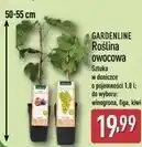 ALDI GARDENLINE Roślina owocowa oferta