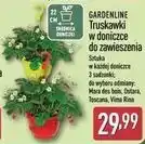 ALDI GARDENLINE Truskawki w doniczce do zawieszenia oferta