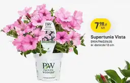 Castorama Supertunia Vista PROVEN WINNERS śr. doniczki 13cm oferta
