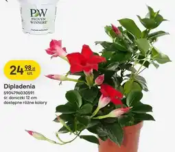 Castorama Dipladenia śr. doniczki 12cm oferta