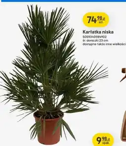 Castorama Karłatka niska śr. doniczki 23cm oferta