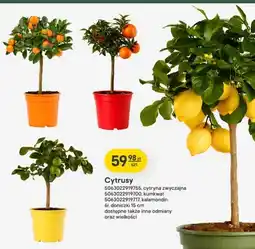 Castorama Cytryna zwyczajna Verve śr. doniczki 15cm oferta