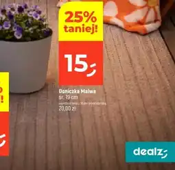 Dealz Doniczka Malwa śr. 19cm oferta