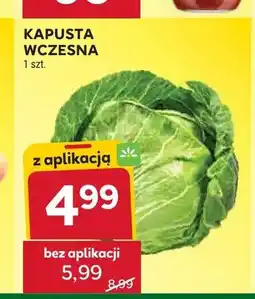Stokrotka Kapusta wczesna oferta