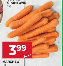 Stokrotka Marchew oferta