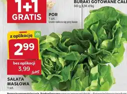 Stokrotka Sałata masłowa oferta