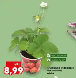 Kaufland Truskawka w doniczce oferta