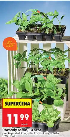 Biedronka Rozsady roślin, 10 szt oferta