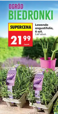 Biedronka Lawenda angustifolia, 6 szt oferta