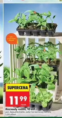 Biedronka Rozsady roślin por 10-pak oferta