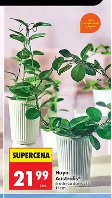 Biedronka Hoya Australis średnica doniczki 11cm oferta