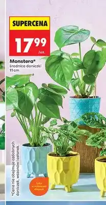 Biedronka Monstera średnica doniczki 11cm oferta