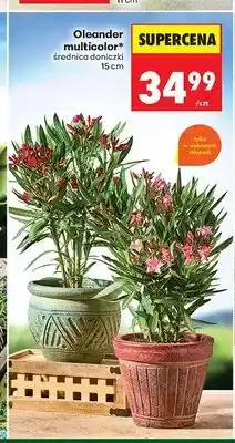 Biedronka Oleander multicolor średnica doniczki 15cm oferta