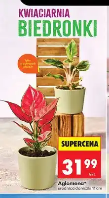 Biedronka Aglomena średnica doniczki 11cm oferta
