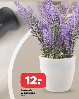Netto Lawenda oferta