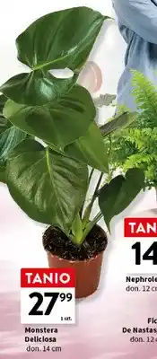 Intermarche Monstera Deliciosa don. 14cm oferta