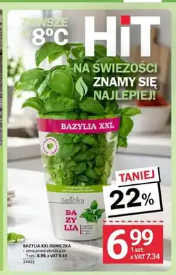 Selgros Baziółka Bazylia XXL oferta