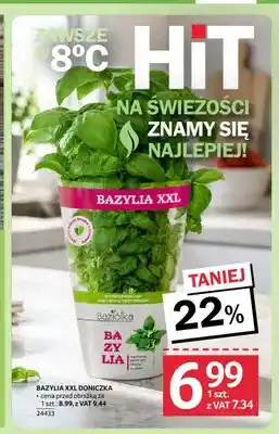 Selgros Baziółka Bazylia XXL oferta