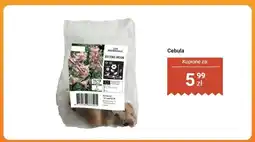 Dino Cebula Lilia drzewiasta OT Beijing Moon oferta