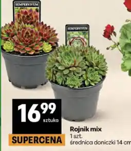 Delikatesy Centrum Rojnik mix 1 szt oferta