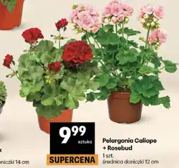 Delikatesy Centrum Pelargonia Caliope + Rosebud 1 szt oferta