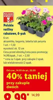 Lidl Polskie rośliny rabatowe aksamitka 6-pak oferta