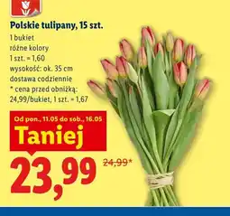 Lidl Polskie tulipany 15-pak oferta