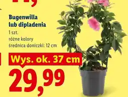 Lidl Bugenwilla oferta