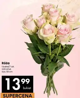 Delikatesy Centrum Róża bukiet wys. 50cm oferta