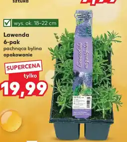Kaufland Lawenda oferta