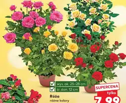 Kaufland Róża oferta