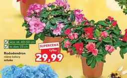Kaufland Rododendron oferta