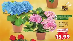 Kaufland Hortensja oferta