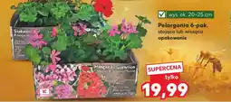Kaufland Pelargonia 6-pak. oferta