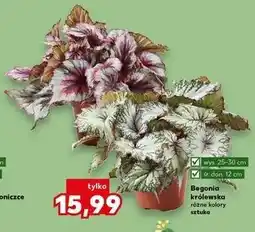 Kaufland Begonia królewska oferta