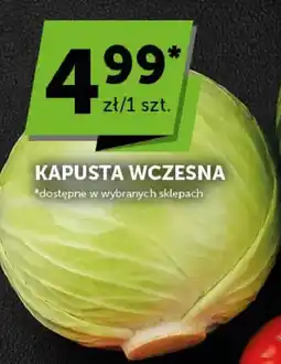 Groszek Kapusta wczesna oferta