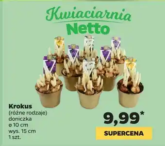 Netto Krokus oferta