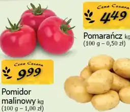 Cezar Delikatesy Pomidor malinowy oferta