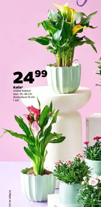 Netto Kalia oferta