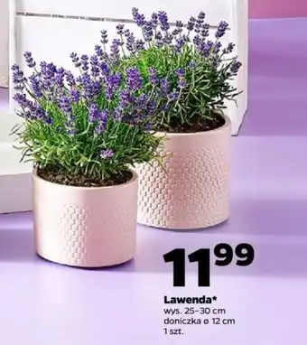 Netto Lawenda oferta