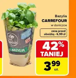 Carrefour Bazylia CARREFOUR w doniczce oferta