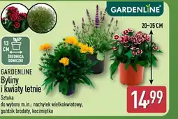 ALDI Byliny i kwiaty letnie oferta