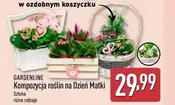 ALDI Kompozycja roślin na Dzień Matki oferta