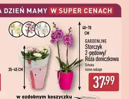 ALDI Storczyk 2-pędowy / Róża doniczkowa oferta