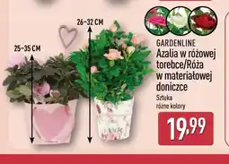 ALDI Azalia w różowej torebce / Róża w materiałowej doniczce oferta