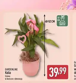 ALDI Gardenline Kalia Sztuka oferta