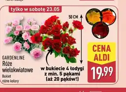 ALDI Róże wielokwiatowe oferta