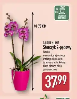 ALDI Storczyk 2-pędowy gardenline oferta