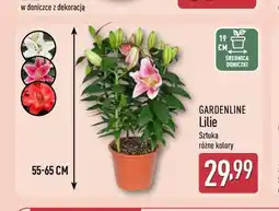 ALDI Gardenline Lilie Sztuka oferta