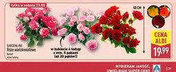 ALDI Gardenline Róże wielokwiatowe Bukiet oferta